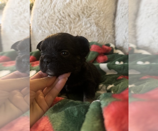 Medium Photo #13 French Bulldog Puppy For Sale in BONNEAU, SC, USA