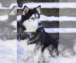 Small Photo #1 Siberian Husky Puppy For Sale in COLORADO SPRINGS, CO, USA