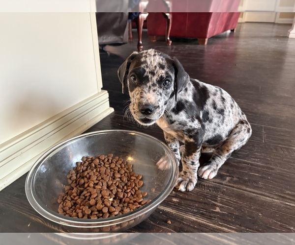 Medium Photo #5 Great Dane Puppy For Sale in CLANTON, AL, USA