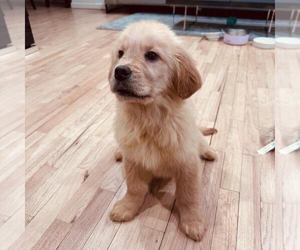 Medium Photo #2 Golden Retriever Puppy For Sale in SPRING VALLEY, NY, USA