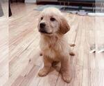 Small #1 Golden Retriever