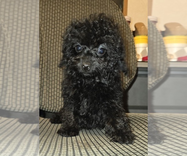 Medium Photo #17 Poodle (Toy) Puppy For Sale in DYERSBURG, TN, USA