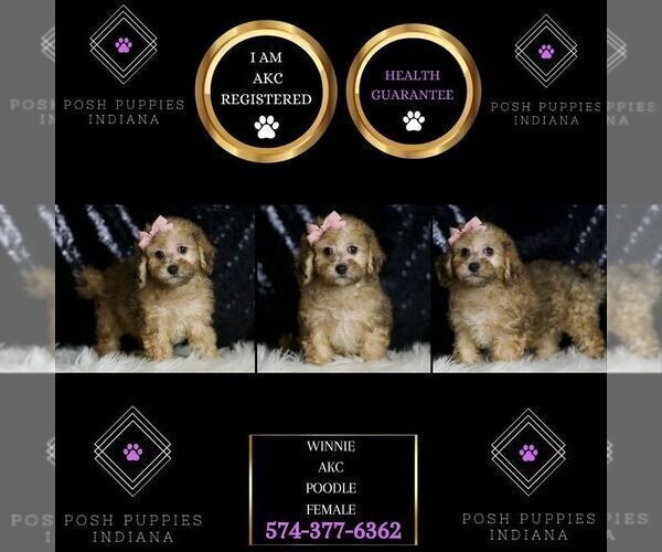 Medium Photo #5 Poodle (Toy) Puppy For Sale in WARSAW, IN, USA