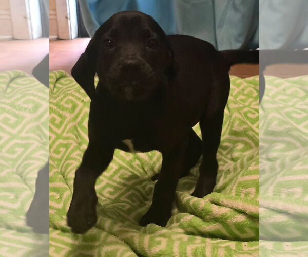 Medium Photo #8 Labrador Retriever-Unknown Mix Puppy For Sale in Alexander, AR, USA