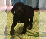 Small #7 Labrador Retriever Mix