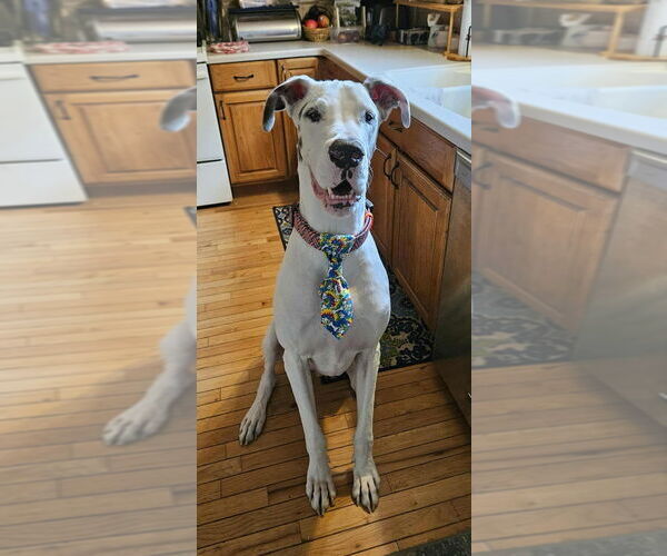 Medium Photo #7 Great Dane Puppy For Sale in Bullard, TX, USA