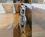 Small #6 Great Dane