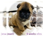 Puppy Jewell Akita