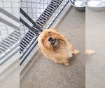 JASPER - Male Shih Tzu-Unknown Mix Dog for Adoption - Small photo