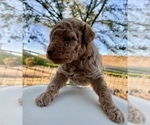 Small Photo #2 Poodle (Toy) Puppy For Sale in HANFORD, CA, USA
