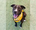 Small American Pit Bull Terrier