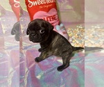 Small #1 Pug