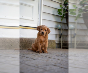 Golden Labrador Puppy for Sale in DAYTON, Virginia USA