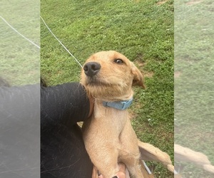 Chi-Poo (Miniature) Puppy for Sale in BROCKTON, Massachusetts USA