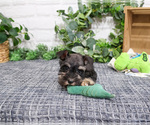 Small #6 Schnauzer (Miniature)