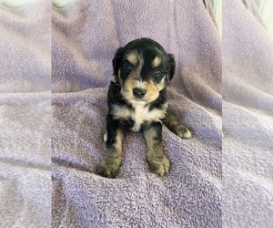 F2 Aussiedoodle Puppy for sale in CENTER, KY, USA