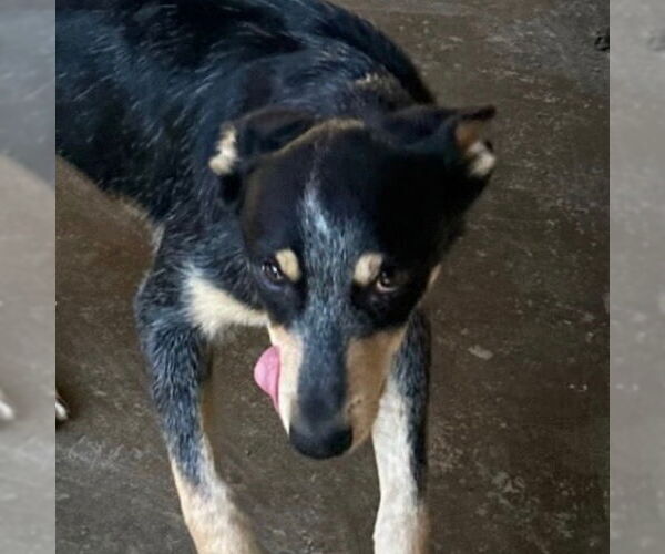 Medium Photo #1 Mutt Puppy For Sale in Canton, CT, USA