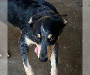 Mutt Dogs for adoption in Canton, CT, USA