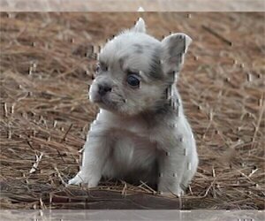 French Bulldog Puppy for sale in TAMPA, FL, USA