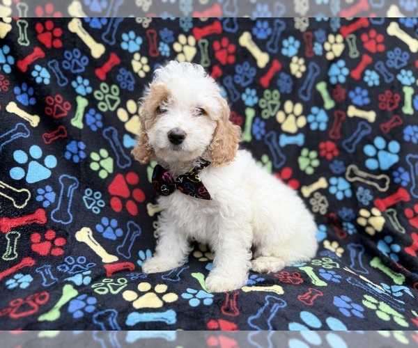Medium Photo #9 Cock-A-Poo Puppy For Sale in LAKELAND, FL, USA
