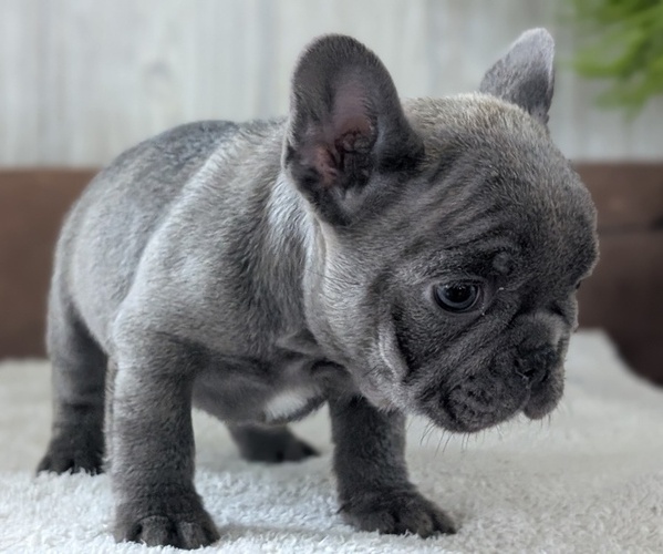Medium Photo #6 French Bulldog Puppy For Sale in GOSHEN, IN, USA