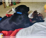 Small #4 Labrador Retriever Mix