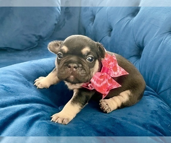 Medium Photo #4 French Bulldog Puppy For Sale in ENCINO, CA, USA