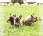 Small #1 French Bulldog