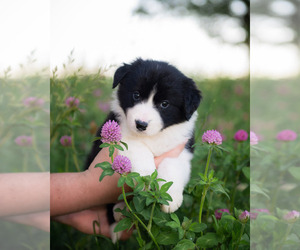 Border Collie Puppy for Sale in STRAFFORD, Missouri USA