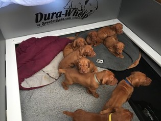 Vizsla Puppy for sale in HENDERSON, NC, USA