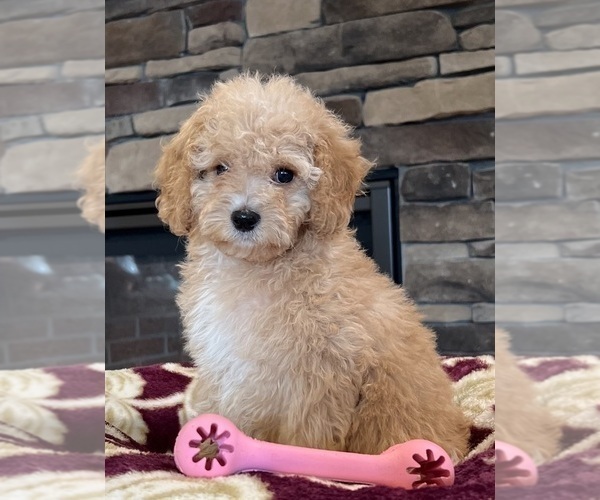 Medium Photo #5 Goldendoodle Puppy For Sale in NOBLESVILLE, IN, USA