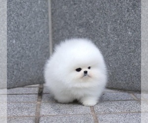 Pomeranian Puppy for sale in LOVELY, KY, USA