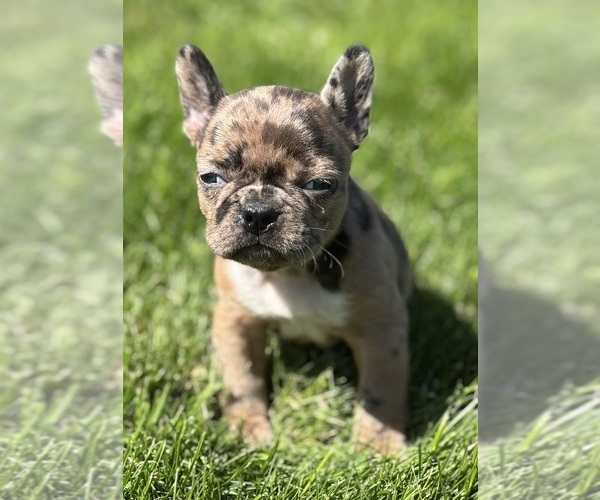 Medium Photo #5 Faux Frenchbo Bulldog Puppy For Sale in ROCK STREAM, NY, USA