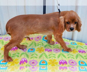 Cavalier King Charles Spaniel Dogs for adoption in Mountain View, MO, USA