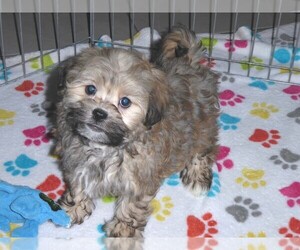 Havanese Puppy for sale in ORO VALLEY, AZ, USA