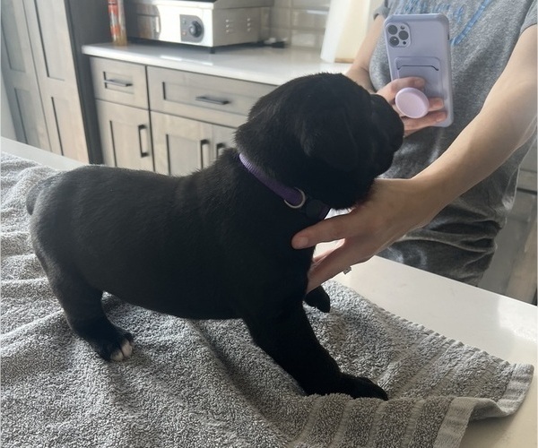 Medium Photo #13 Cane Corso Puppy For Sale in HORACE, ND, USA