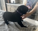 Small #12 Cane Corso