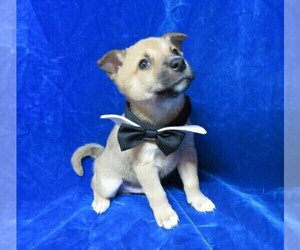 Pom-Shi Puppy for sale in HARTVILLE, MO, USA