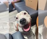 Small Staffordshire Bull Terrier