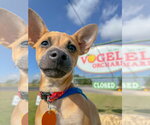 Small #5 Chihuahua Mix