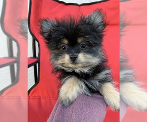 Pomeranian Puppy for sale in CITRUS HEIGHTS, CA, USA