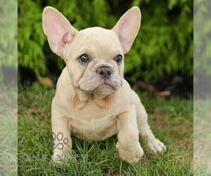 French Bulldog Puppy for sale in RONKS, PA, USA