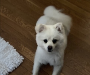 Pomeranian Puppy for sale in NEW ROCHELLE, NY, USA