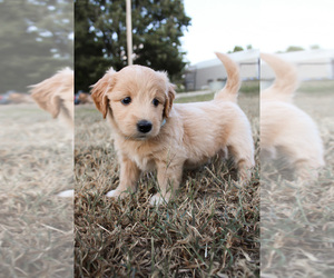Goldendoodle (Miniature) Puppy for sale in VINITA, OK, USA