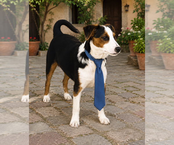 Medium Photo #5 Borador Puppy For Sale in Mt. Laurel, NJ, USA