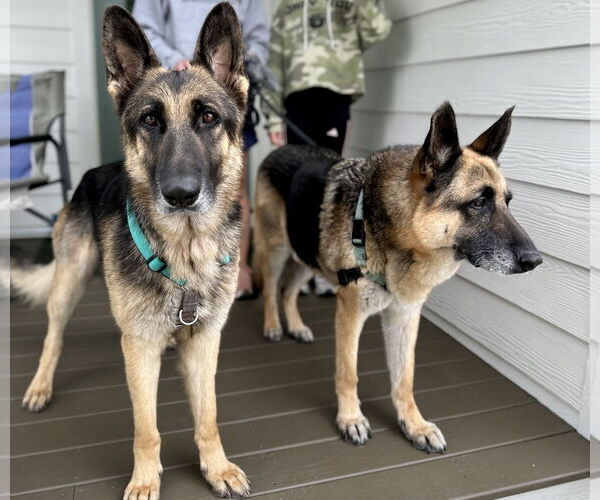 Medium Photo #3 German Shepherd Dog Puppy For Sale in La Grange , NC, USA