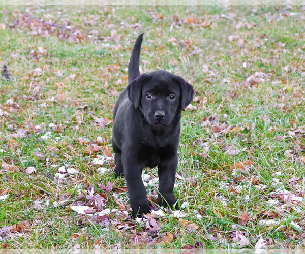 Medium Photo #4 Labrador Retriever Puppy For Sale in SYRACUSE, IN, USA