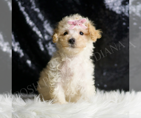 Medium Photo #2 Maltipoo Puppy For Sale in WARSAW, IN, USA