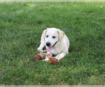 Wanda - Female Labrador Retriever Puppy for Sale - Photo #9