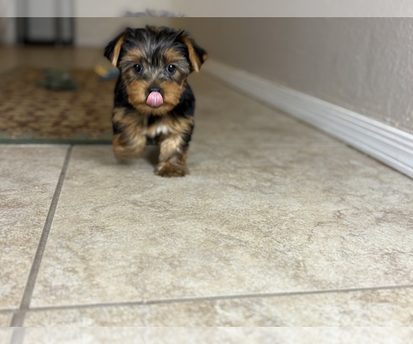 Medium Photo #7 Yorkshire Terrier Puppy For Sale in TUCSON, AZ, USA